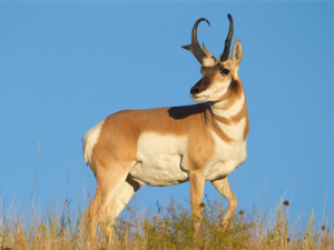 antelope