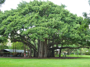 banyan