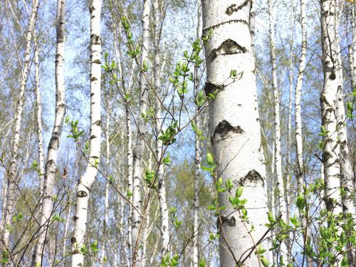 Birch