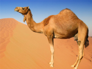 camel