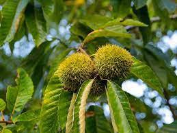 Chestnut tree