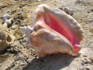 conch