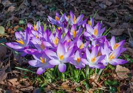 Crocus