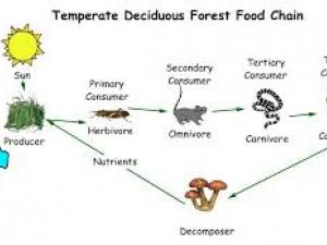 food chain