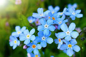 Forget-me-not