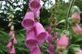 Foxglove