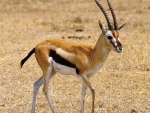 gazelle