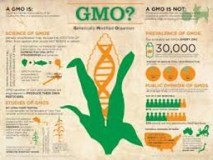 genetically modified