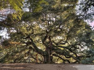 giant tree