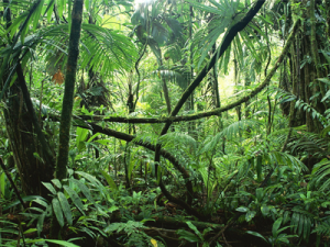 jungle