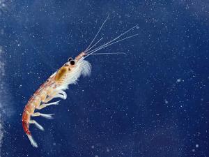 krill