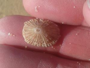 limpet