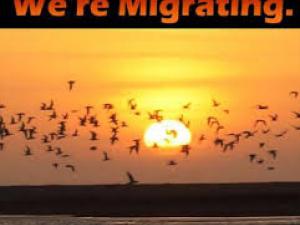 migrate