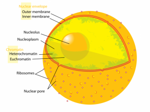 nucleus