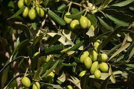 Olive tree