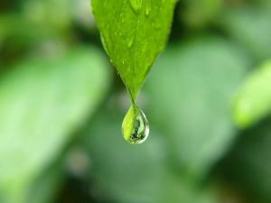 raindrop