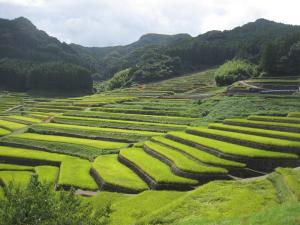 rice paddy