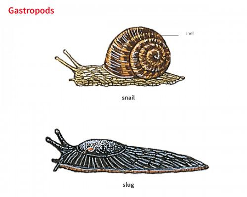 snail