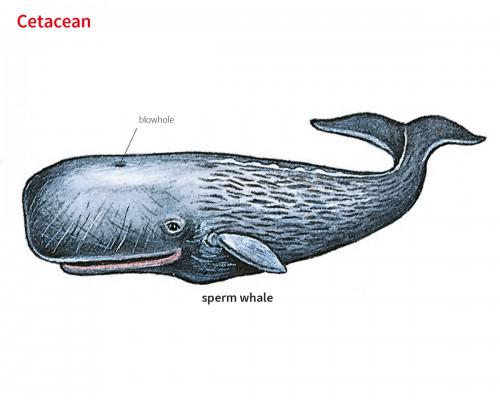 sperm whale