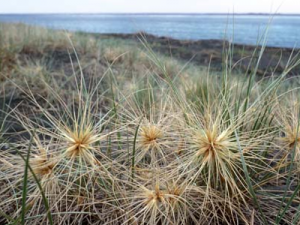 spinifex