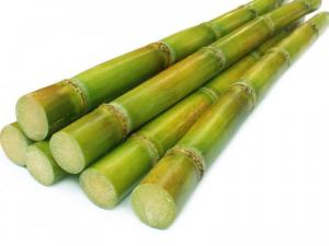 sugar cane