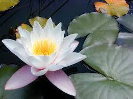 Water lily