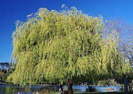 Weeping willow