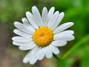 wild flower
